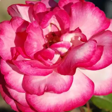 Trandafir cu parfum intens - Trandafiri - Altesse™ 75 - 